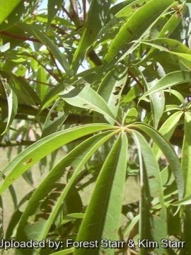 Ceiba pentandra