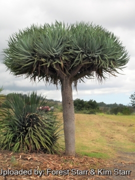 Dracaena draco