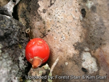 Dracaena auwahiensis