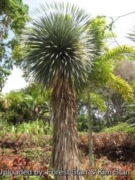 Yucca rostrata