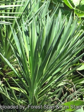 Yucca aloifolia