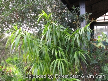 Dracaena angustifolia