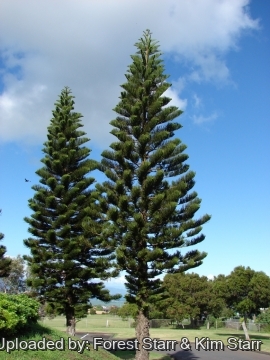 Araucaria columnaris