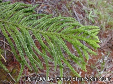 Araucaria columnaris