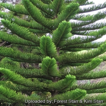 Araucaria heterophylla