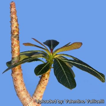 Adenium obesum subs. socotranum