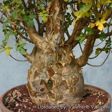 Bursera fagaroides