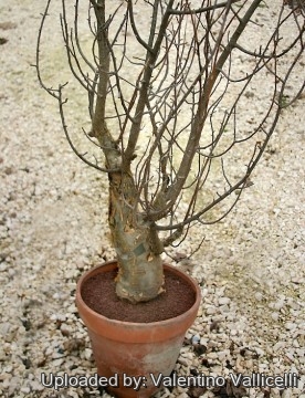 Bursera fagaroides