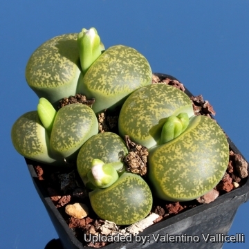 Lithops lesliei C036A TL: Near Warrenton, South Africa cv. albinica