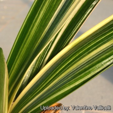 Clivia miniata f. variegata cv. Chinese Five Color Orchid