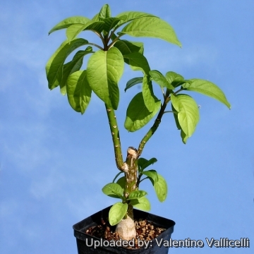 Phytolacca dioica