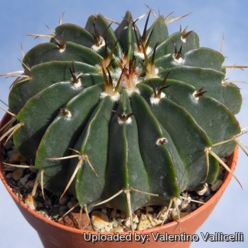Wigginsia leucocarpa