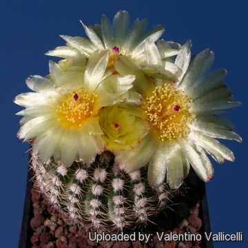 Parodia fusca