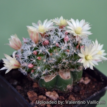 Mammillaria crinita subs. duwei f. cristata