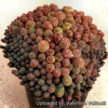Mammillaria cv. Fred Small Head Type