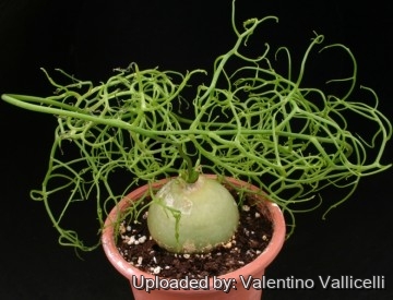Bowiea volubilis