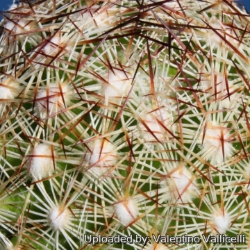 Escobaria vivipara var. bisbeeana