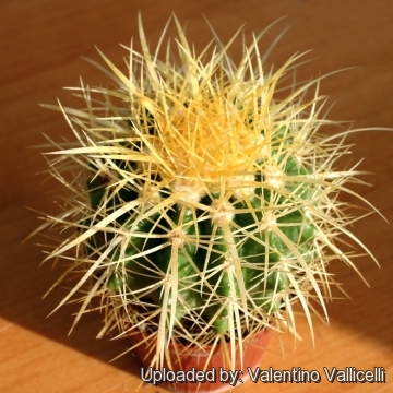 Echinocactus grusonii