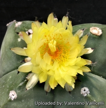 Astrophytum myriostigma var. quadricostatum f. nudum