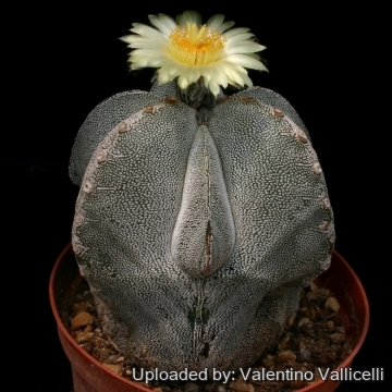Astrophytum myriostigma cv. Onzuka Fukuryu tricostatum