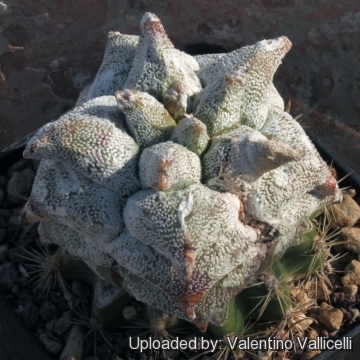 Astrophytum coahuilense cv. Hakuran