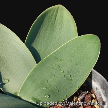 Brunsvigia bosmaniae