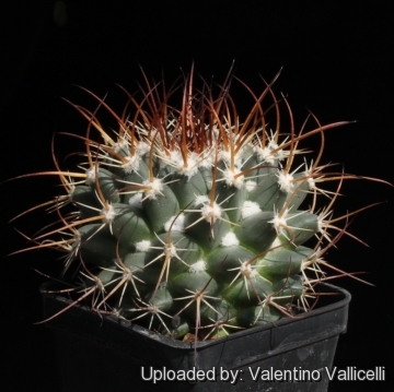 Mammillaria wagneriana