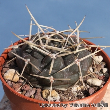 Gymnocalycium gibbosum subs. borthii