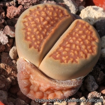 Lithops hallii var. ochracea