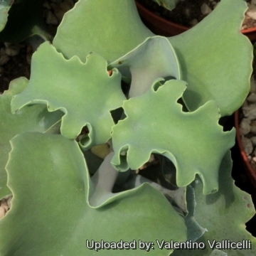 Kalanchoe beharensis var. subnuda
