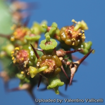 Euphorbia squarrosa