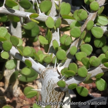 Alluaudia humbertii