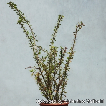 Fouquieria fasciculata