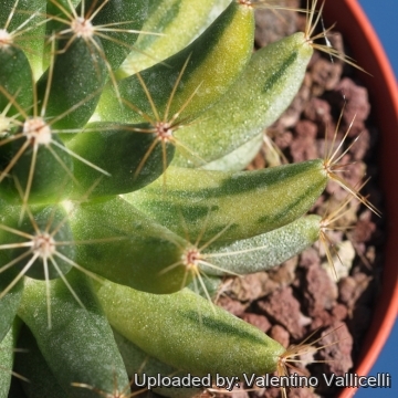 Mammillaria longimamma f. variegata