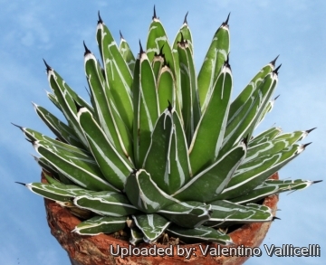 Agave victoriae-reginae