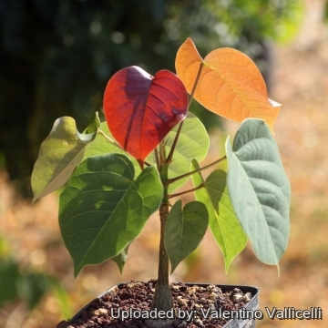 Pseudobombax ellipticum