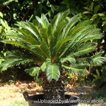 Cycas revoluta