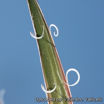 Agave х leopoldii cv. Hammer Time