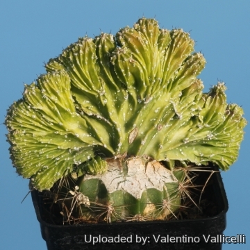 Astrophytum myriostigma cv. Hakuun nudum cristatum variegatum