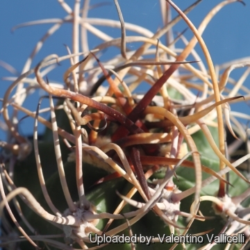 Echinopsis ferox