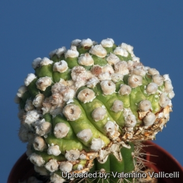 Astrophytum asterias cv. muscle cristatum
