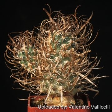 Sclerocactus papyracanthus