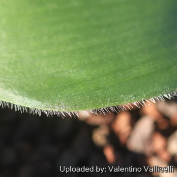 Haemanthus deformis