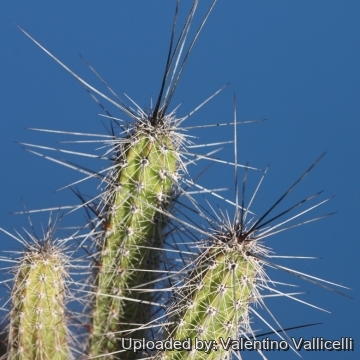 Peniocereus serpentinus