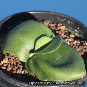 Haemanthus deformis