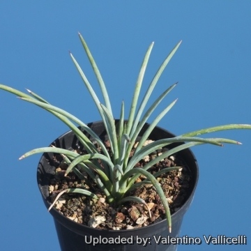 Agave stricta f. nana Minas Asbestos