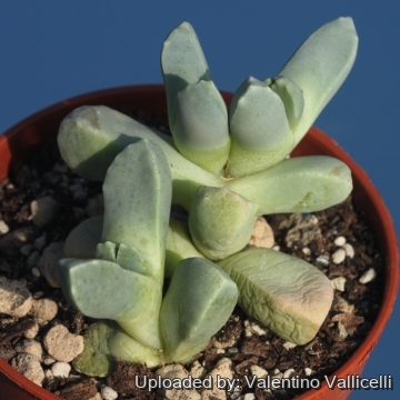 Dracophilus delaetianum