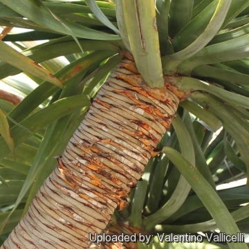 Dracaena draco