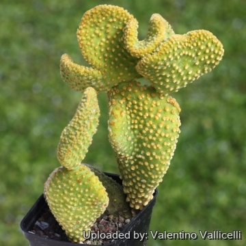 Opuntia microdasys var. pallida f. cristata