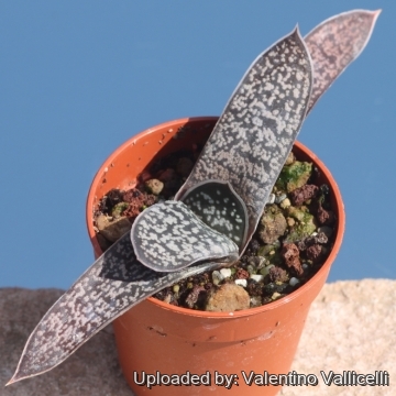 Gasteria croucheri